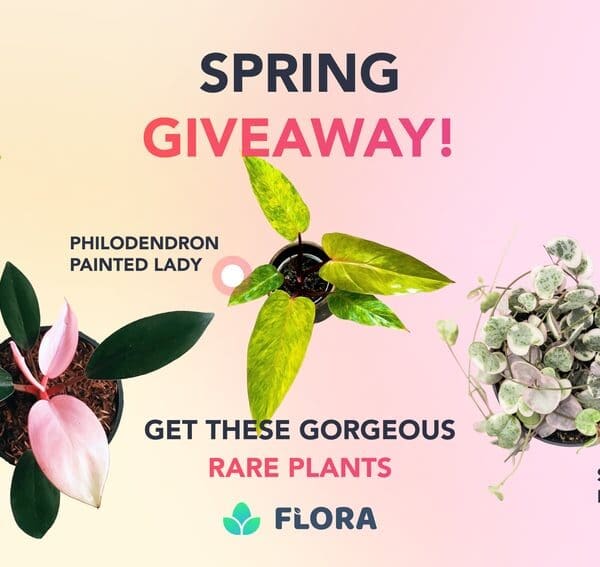 WIN a Rare Plant Bundle